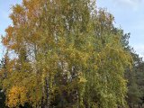 Погода в Набережных Челнах на 19 октября