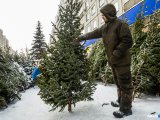 Яңа ел алдыннан чыршылар сату башланды