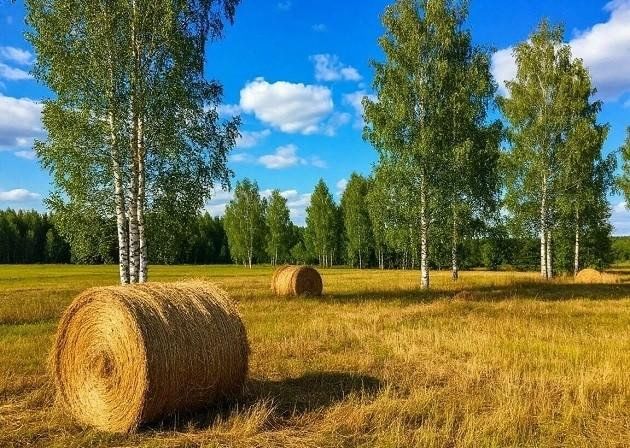 Книжно-иллюстративная выставка «Певец просторов русских»