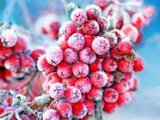 Погода в Набережных Челнах на 29 января