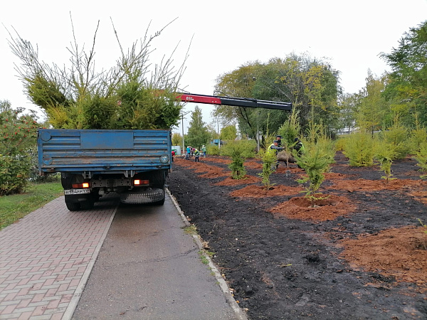 Челнинцы высадили рябины, ели и лиственницы