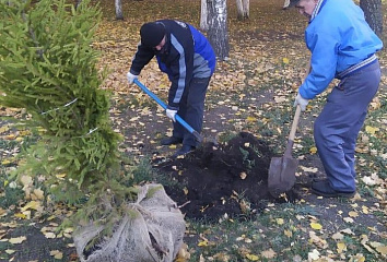 105 деревьев высадили на территориях челнинских медицинских учреждений