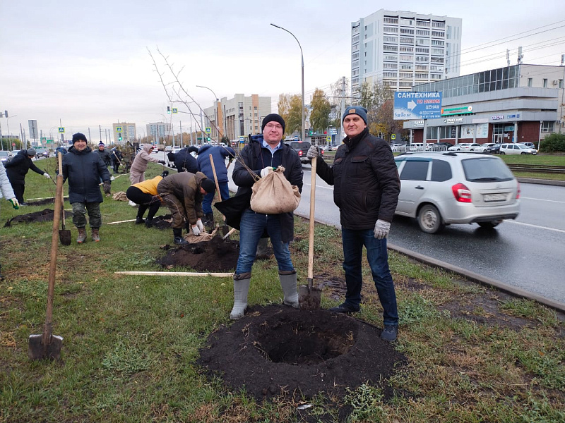 В Челнах растет количество деревьев