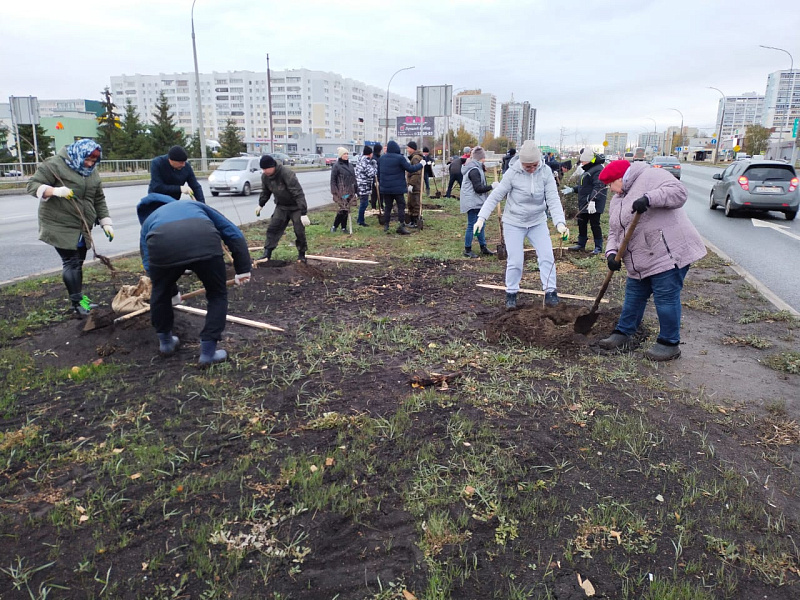 В Челнах растет количество деревьев
