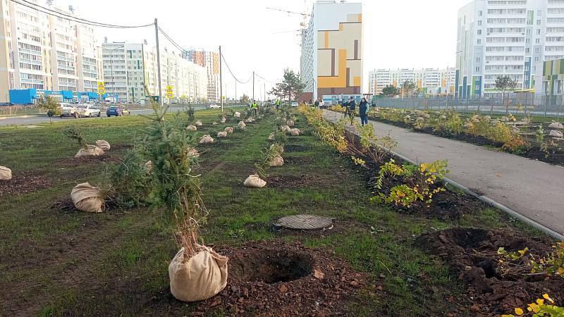 С начала осени в Челнах высадили более 5 тысяч деревьев и кустарников